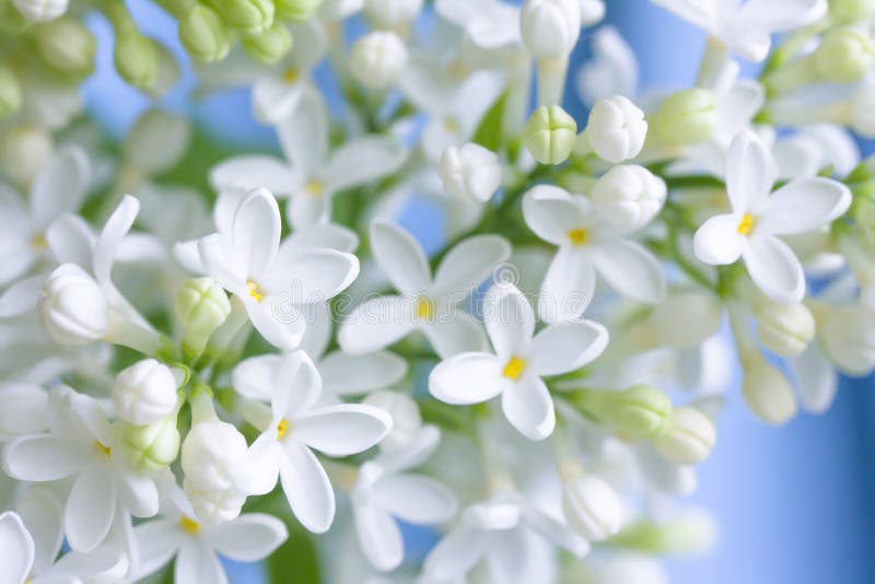 Lilas blanc délicat image libre de droits