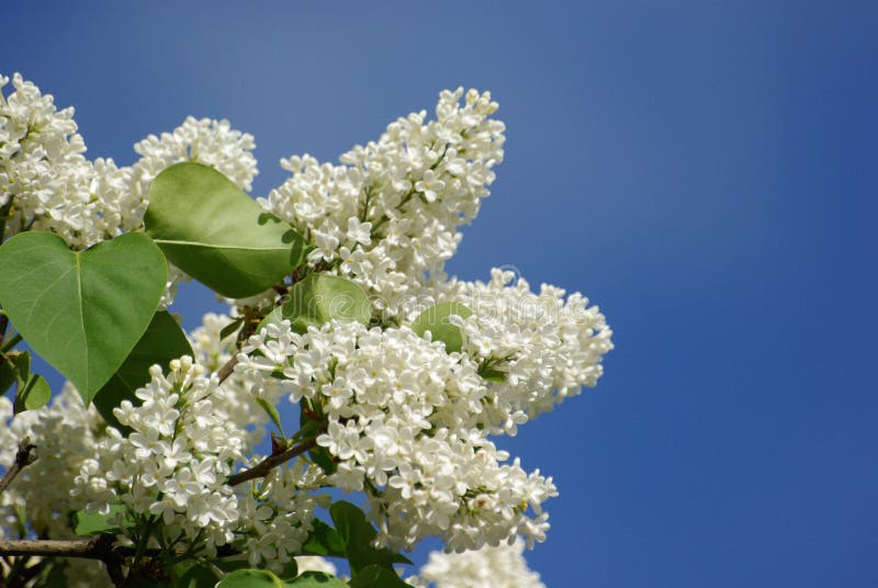 Details 100 lilas blancas