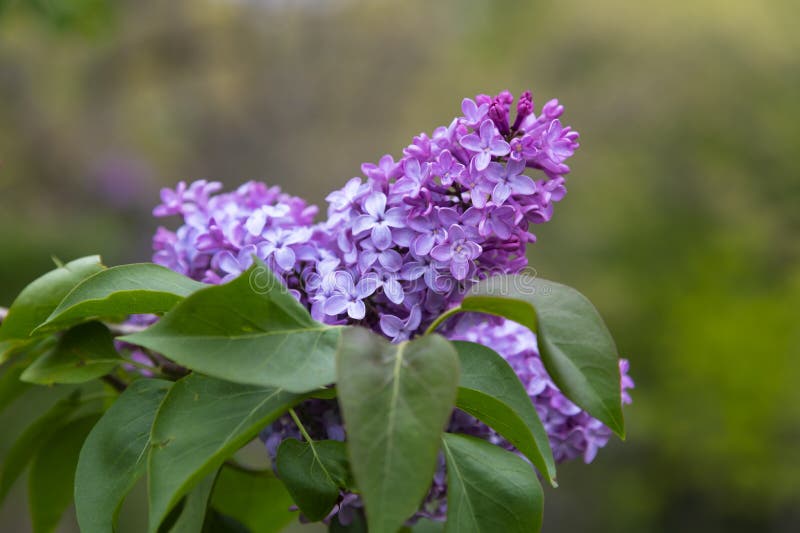 Purple lilac flowers blooming on an overcast day in May in New England. They provide an indication that Spring is here. Purple lilac flowers blooming on an overcast day in May in New England. They provide an indication that Spring is here.