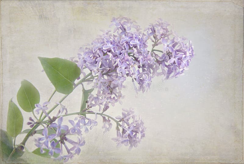 Liliac cu textură pastel stock photos