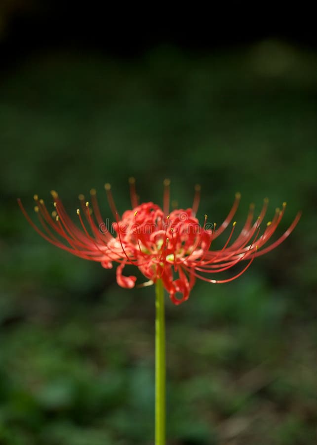 Spinnenlilie stockfoto. Bild von spinnenlilie 18619484