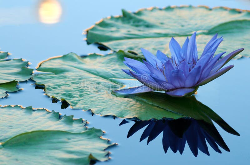 Lilie des blauen Wassers lizenzfreie stockbilder Lilie des blauen Wassers lizenzfreie stockbilder
