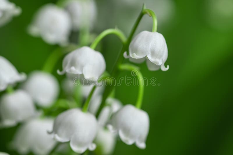 Lilie des Tales schließt detailliertes helles Makrofoto. der Begriff Frühjahr/Sommer. blumengeschmückter Hintergrund lizenzfreie stockbilder