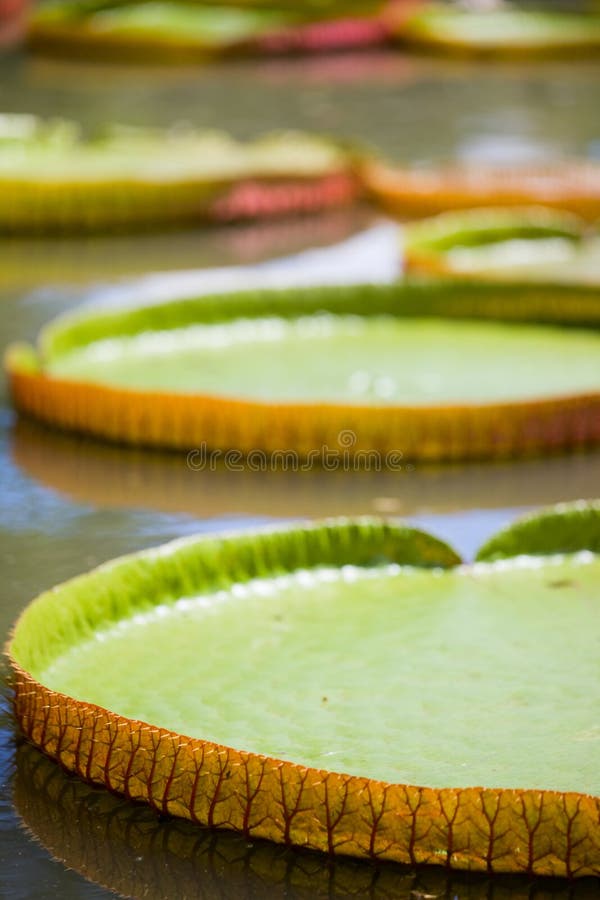 Lilienteich Im Botanischen Garten KewGartens, England Stockfoto Bild