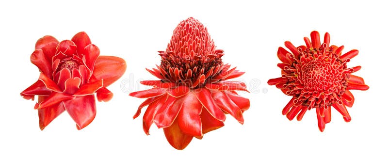 Lilienblume Etlingera-elatior tropische Betriebssatz des roten Ingwers lokalisiert auf weißem Hintergrund, Weg lizenzfreie stockfotografie Lilienblume Etlingera-elatior tropische Betriebssatz des roten Ingwers lokalisiert auf weißem Hintergrund, Weg lizenzfreie stockfotografie