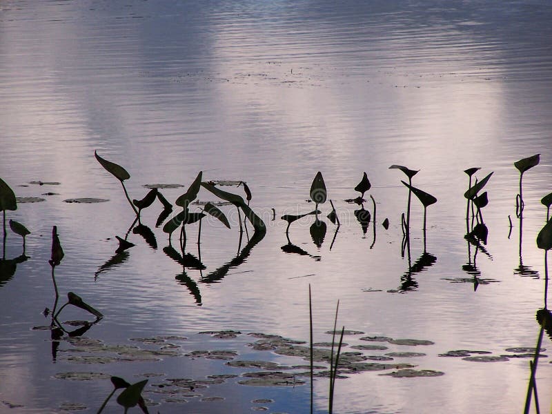 Lilienschattenbilder, die über die Oberfläche des Wassers nachdenken lizenzfreie stockbilder Lilienschattenbilder, die über die Oberfläche des Wassers nachdenken lizenzfreie stockbilder