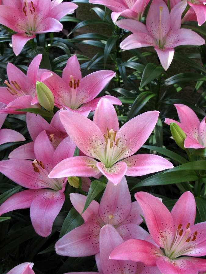 Lilies