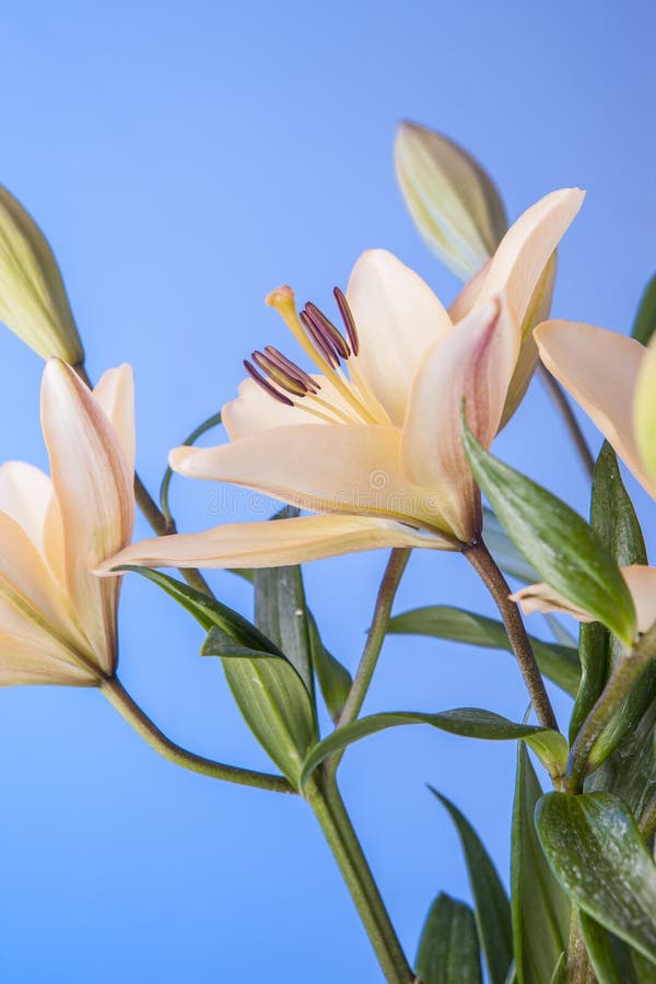 Lilies Against a Blue Background. Stock Photo Image of lily, blue