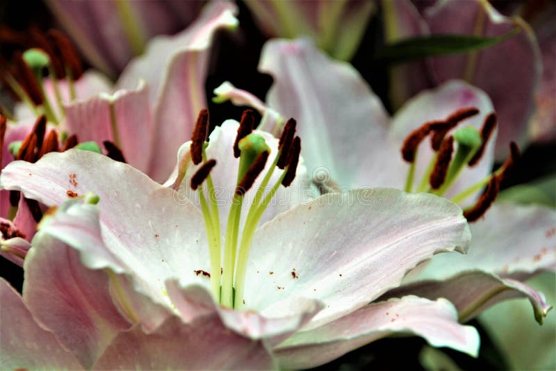 Lilies in Bloom in Gardens by the Bay Singapore Stock Photo Image of blooms, beauty 94279984