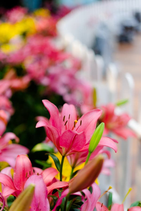 Lilies Flowers Bouquet in the Garden. Spring Flowers Stock Image