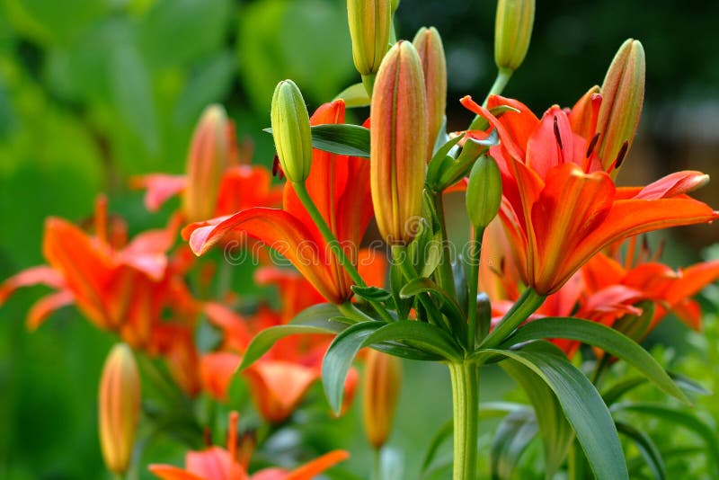 Lilies flowers on garden