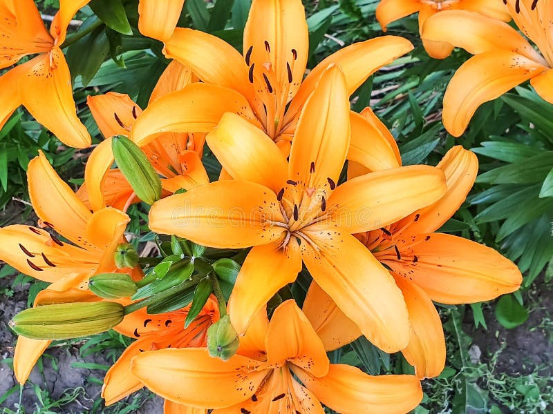 Lilies Growing in the Flowerbed Stock Image Image of beauty, nature