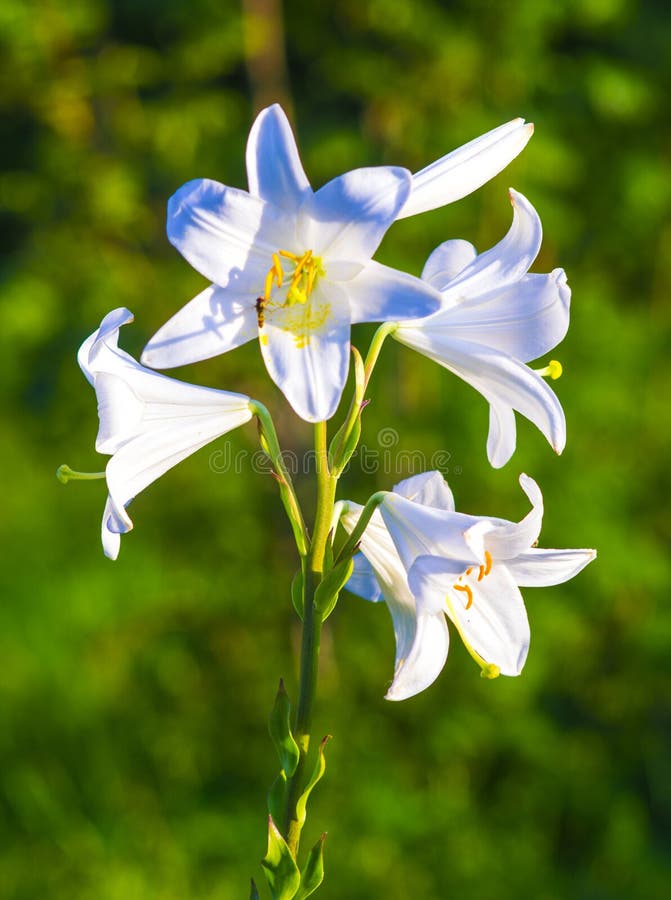 lilies. madonna lily,flowers spring,lily on white,white flowers,white petals,lily flowers. amazing white flowers,spring flowers. stock photo lilies. madonna lily,flowers spring,lily on white,white flowers,white petals,lily flowers. amazing white flowers,spring flowers. stock photo