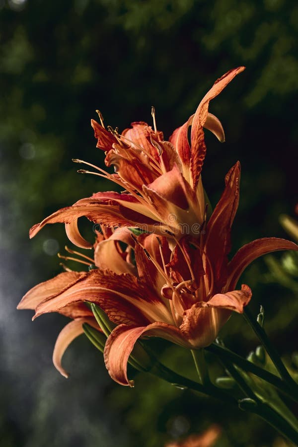 Plant Growing Sideways Stock Photos Free & RoyaltyFree Stock Photos