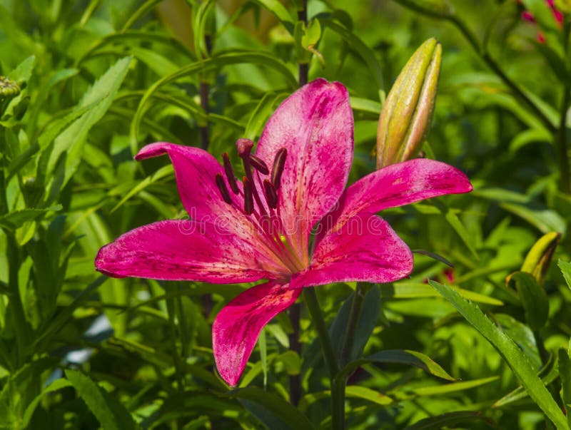 Lilies. Red lily flower stock image. Image of glory, pretty - 72552315