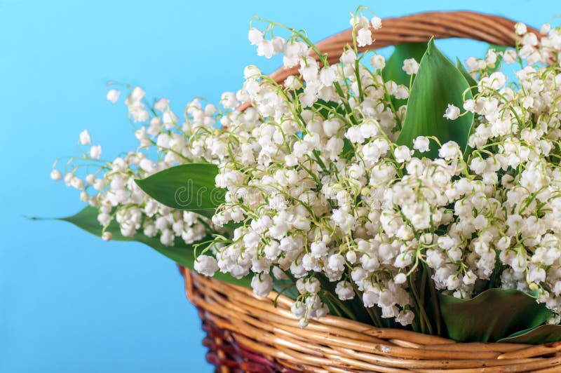 Lilies of the Valley in a Basket Stock Photo Image of bouquet, green 167298154