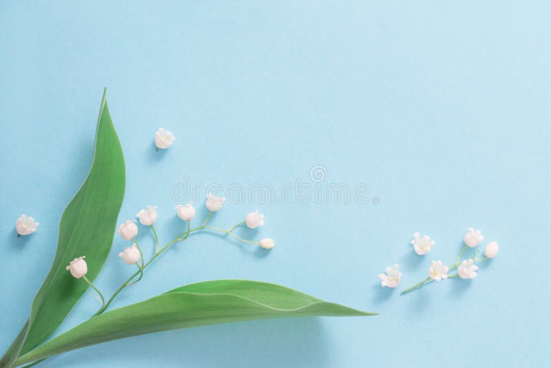 Lilies of Valley on Blue Background Stock Image Image of beautiful