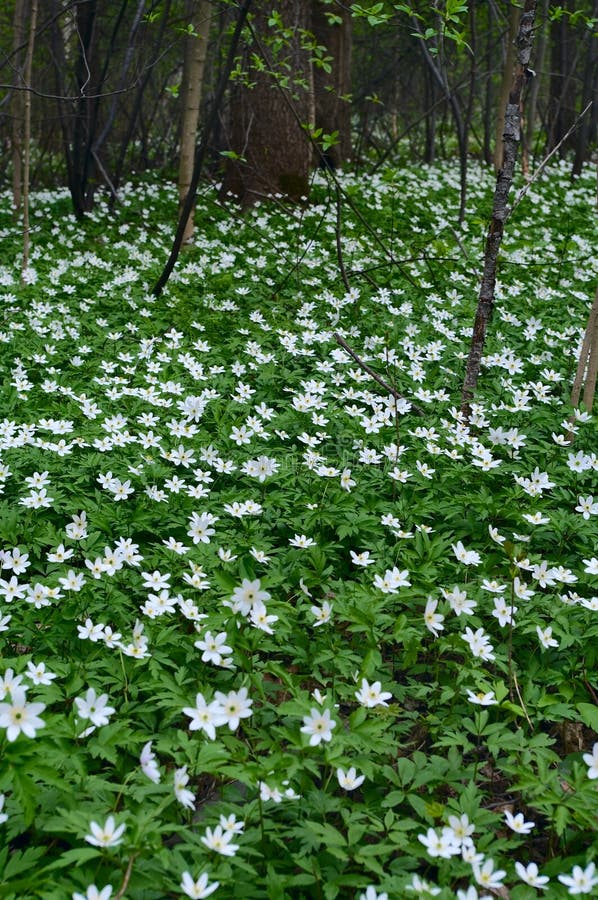Lilies of the valley in the forest edge. royalty free stock images