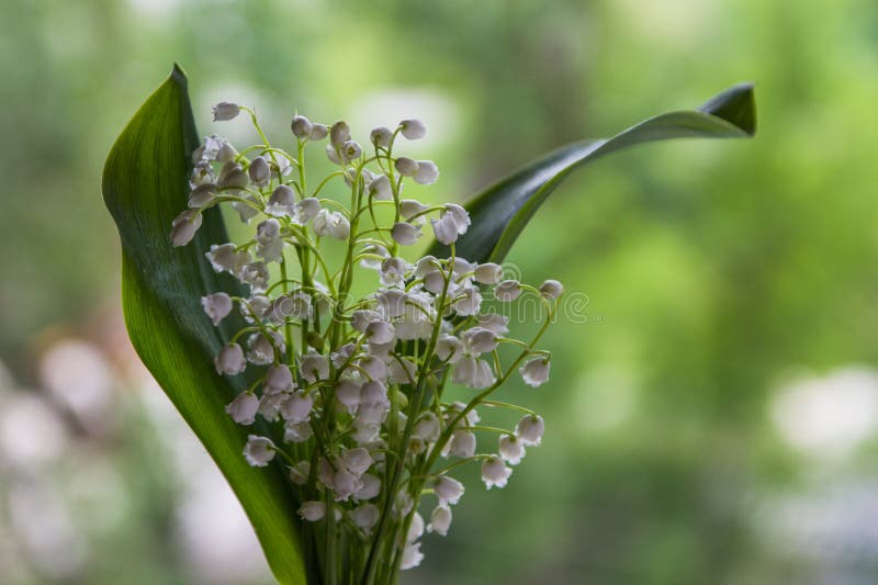 Lilies of the valley in spring. Beautiful bouquet of flowers may