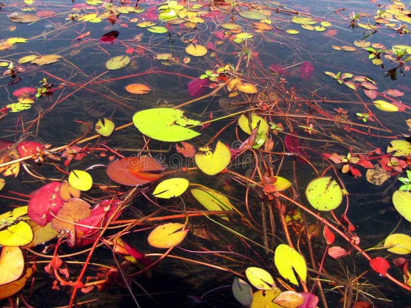 Lilies on the water