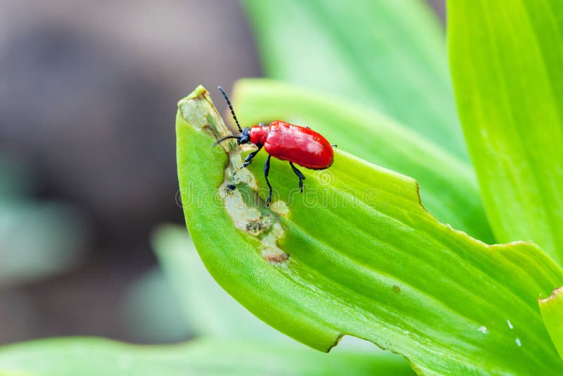 Lilioceris merdigera na leluja liściach obrazy stock Lilioceris merdigera na leluja liściach obrazy stock