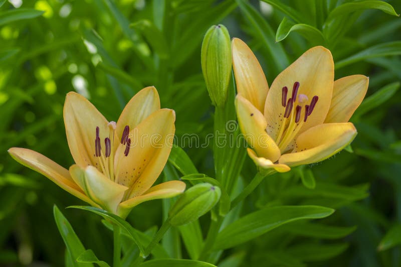 Can Aztec Lillies Be Transplanted 