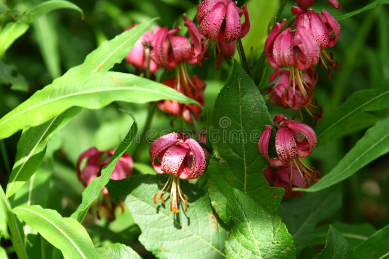 Lilium martagon kwitnie w Wysokim Tatras fotografia royalty free Lilium martagon kwitnie w Wysokim Tatras fotografia royalty free
