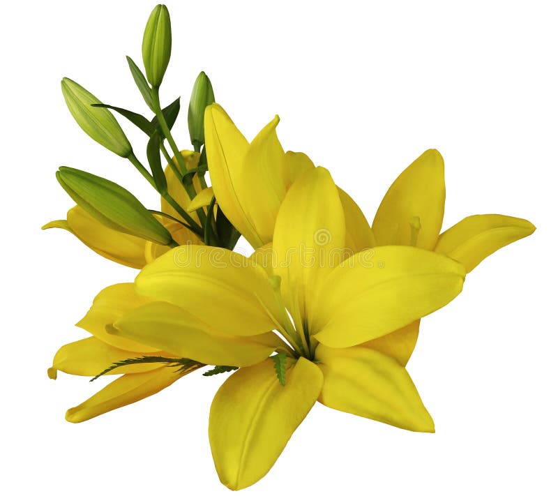 Liljaguling blommar, på en vit bakgrund som isoleras med den snabba banan härlig bukett av liljor med gröna sidor, för arkivbild
