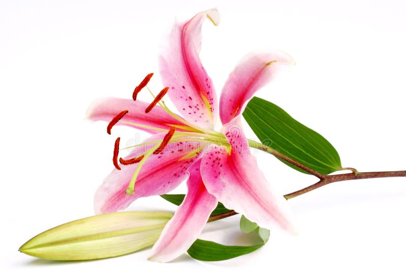 Pink lily isolated on a white background. Pink lily isolated on a white background