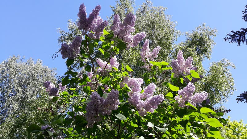 Lill? di fioritura in primavera nel parco fotografie stock libere da diritti Lill? di fioritura in primavera nel parco fotografie stock libere da diritti