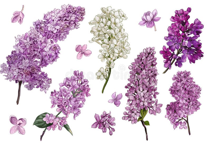 Lilla. lilla di colore acquatico fiori e foglie. illustrazione vettoriale