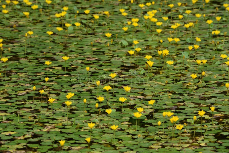 Lillie pads in bloom stock photos
