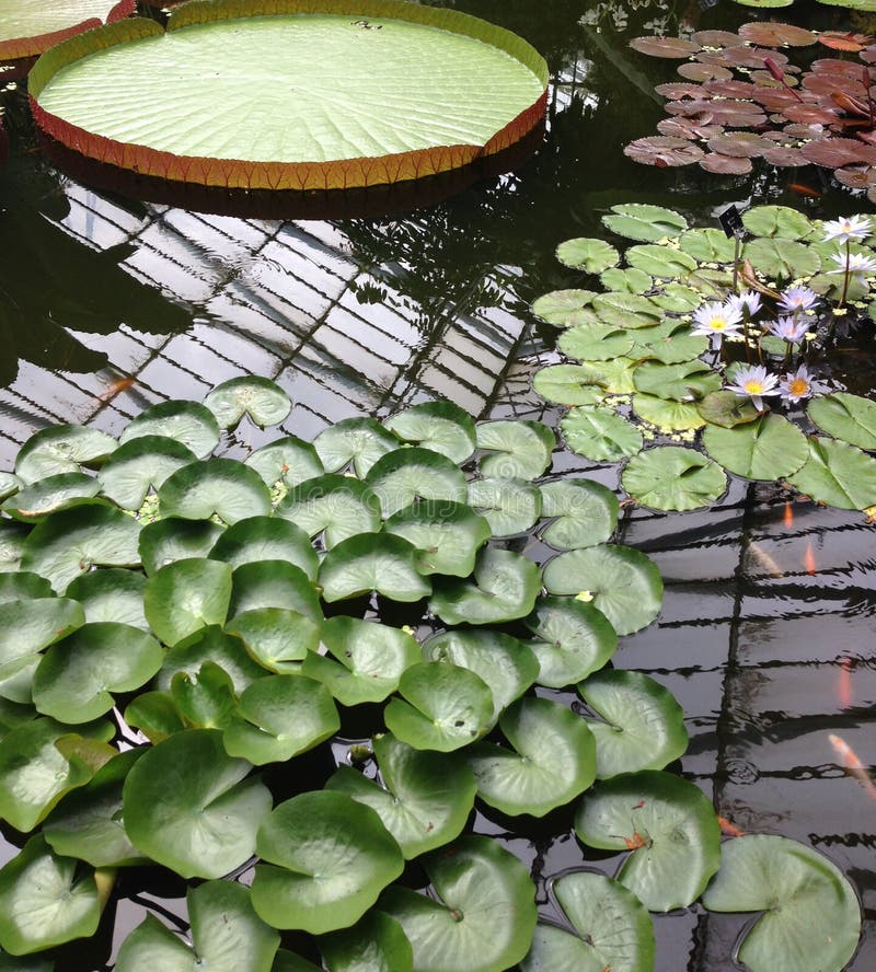 Lillie Pond royalty free stock images