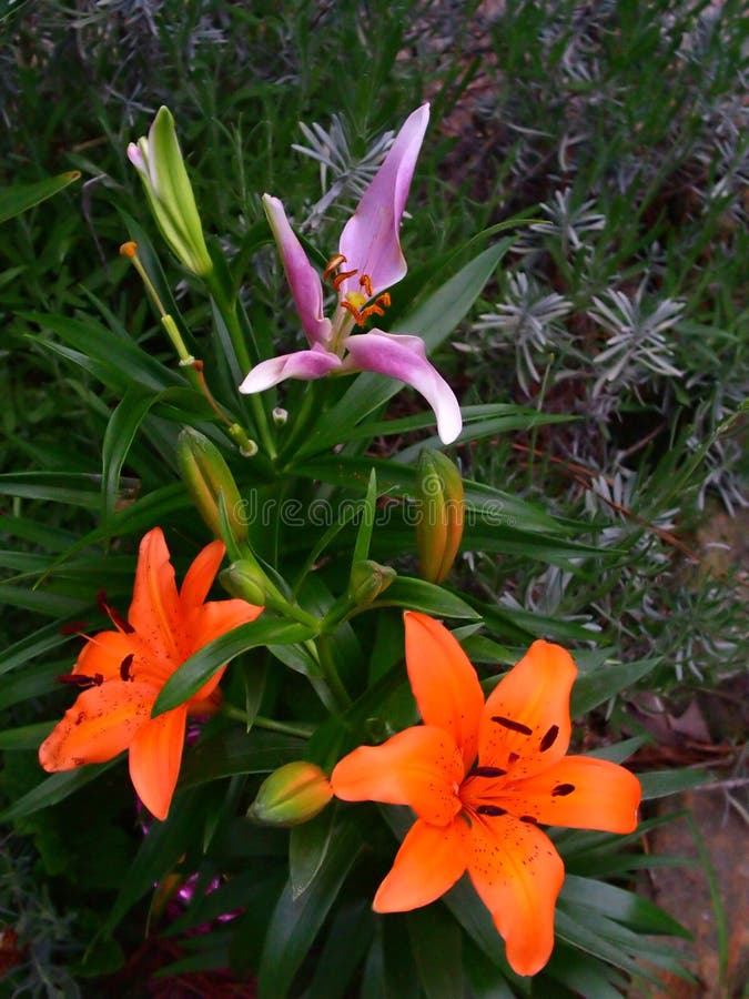 Lillies & lavanda immagini stock Lillies & lavanda immagini stock