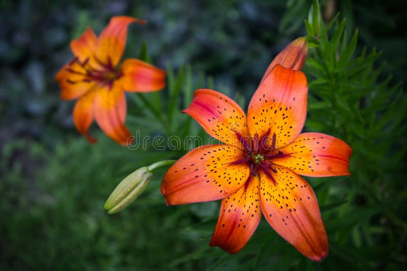 Lillies arancione fotografia stock Lillies arancione fotografia stock