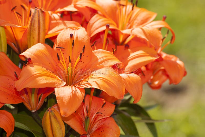 Lilium, asiatic variety in flower in garden. Lilium, asiatic variety in flower in garden