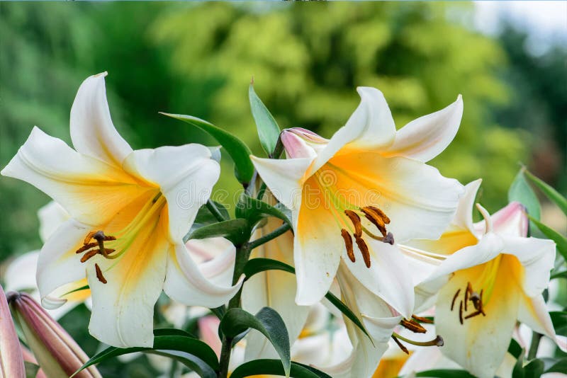 Lillies blancs