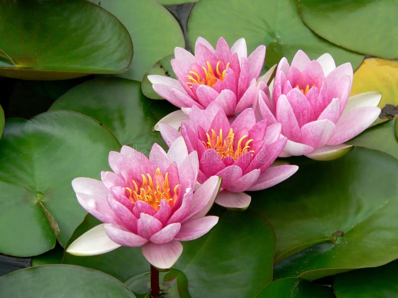 Lillies różowa woda zdjęcia stock