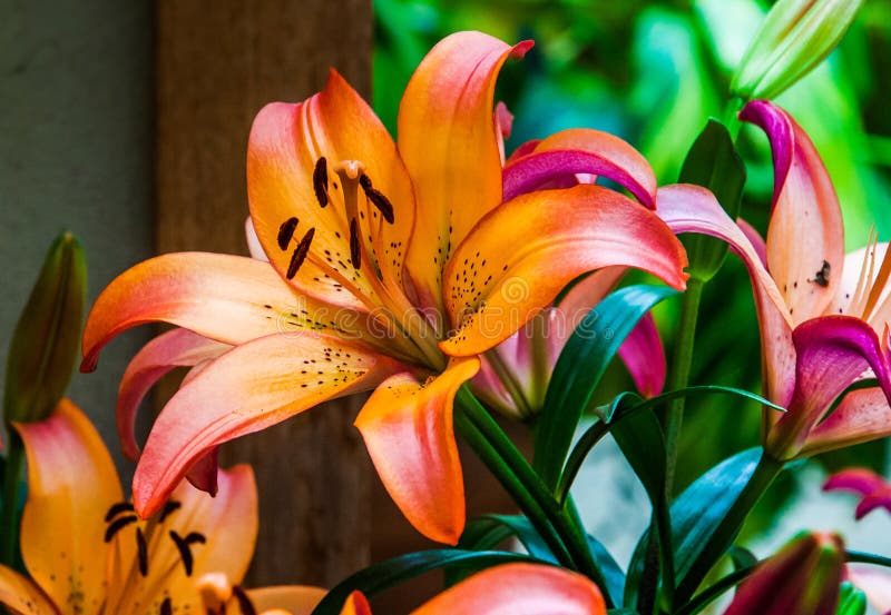 Lillies variopinti. fotografia stock libera da diritti Lillies variopinti. fotografia stock libera da diritti