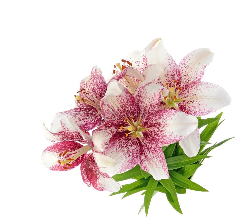 Lillies тигра изолированные на белизне стоковое изображение Lillies тигра изолированные на белизне стоковое изображение