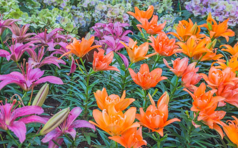 Lilly Blume im Garten stockfoto. Bild von farbe, lilie 76089066