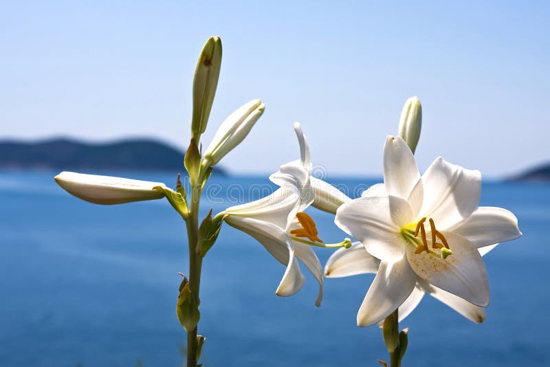 Lilly flower