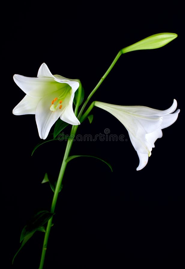 Lilly flower closeup