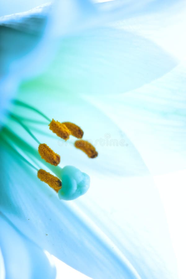 Lilly flower closeup