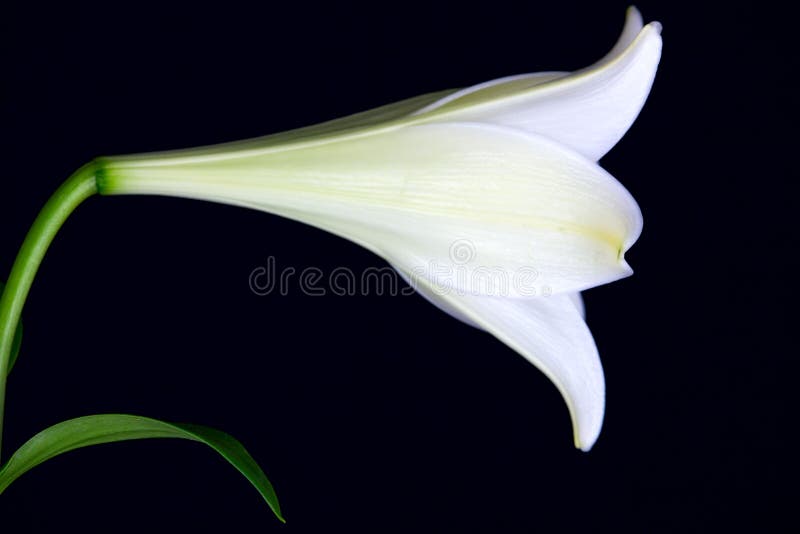 Lilly flower closeup