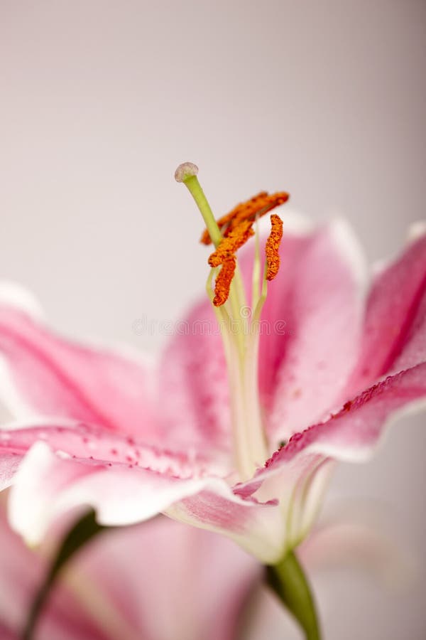 Lilly flower closeup