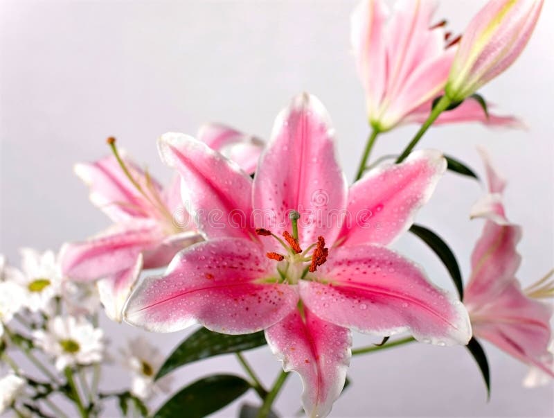 Lilly flower closeup