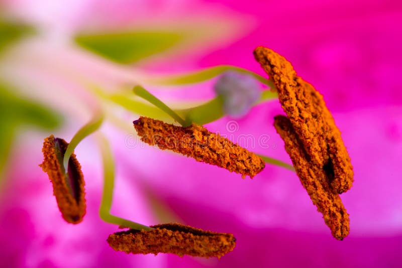 Lilly flower closeup