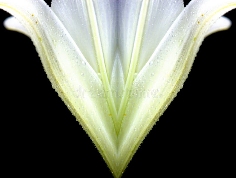 Lilly flower closeup