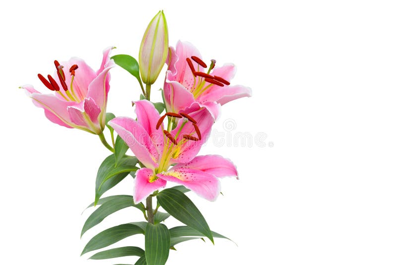 Lilly flower isolated on white